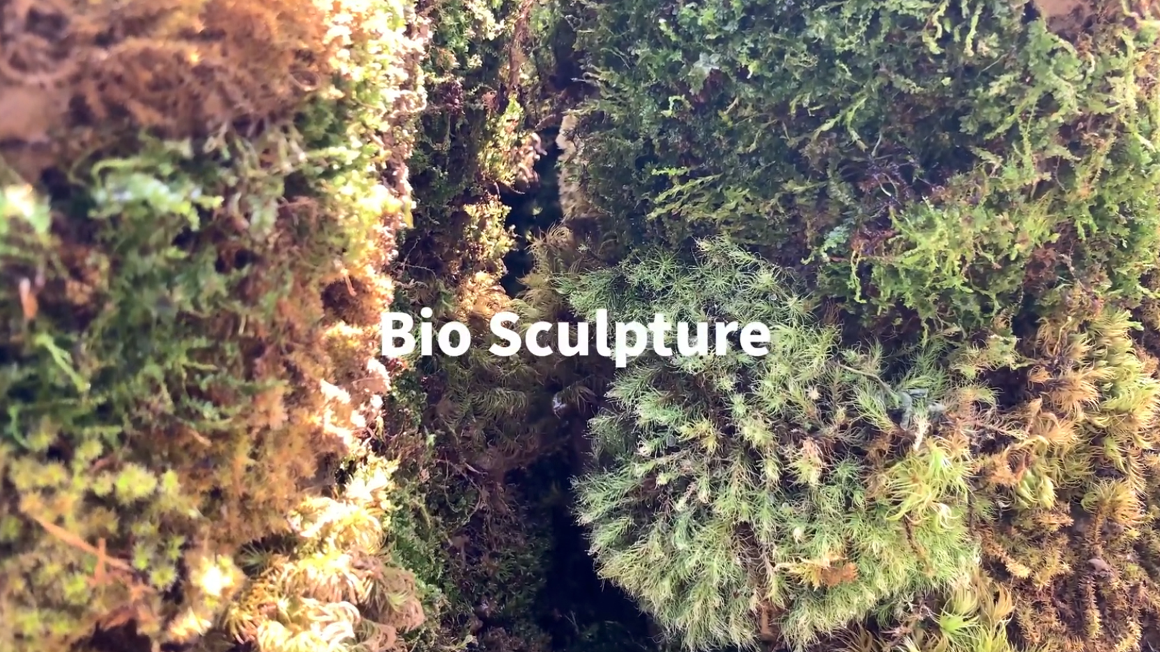 Awarded the Public Award in WIRED Creative Hack Award 2021